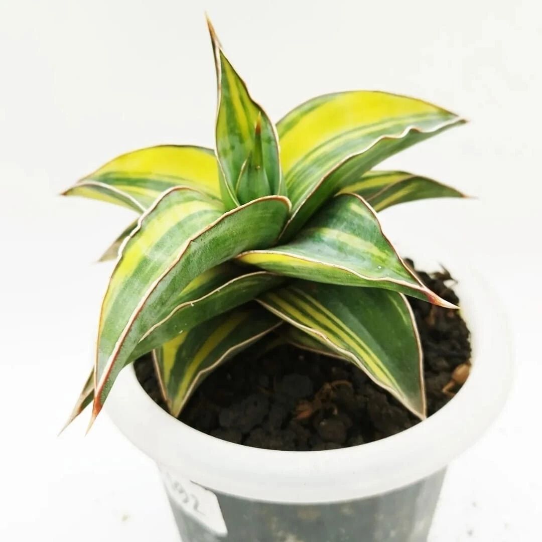Sansevieria Kimayo Variegated rare unique snake house plant